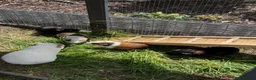 Guinea Pig rodents for sale: Home reared male guineas  - Advert 2