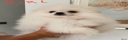 Pomeranian dogs for sale: Snow White Pomeranian for sale - Advert 6