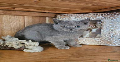 British Shorthair cats - Advert 9