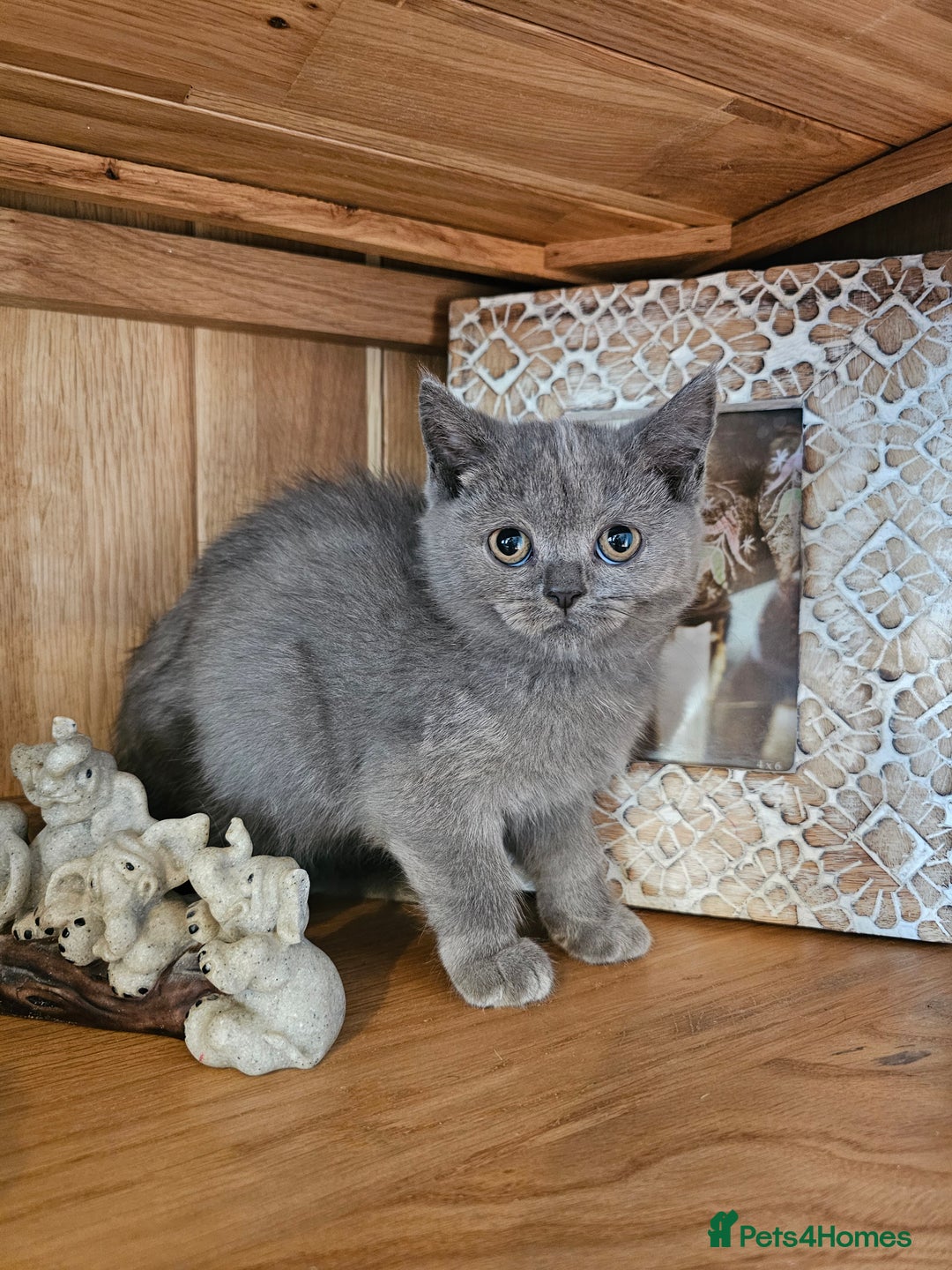 British Shorthair cats for sale: British shorthair kittens for sale.  - Image 3