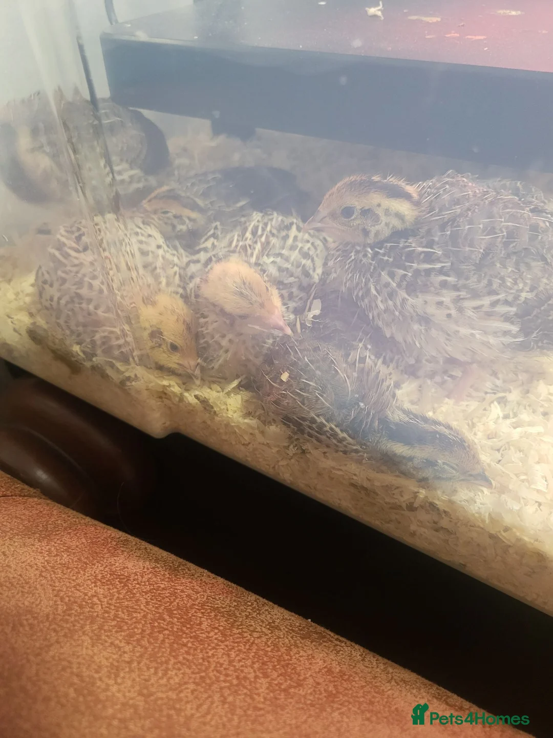 Quail poultry for sale: Coturnix quail in Washington - Advert 2