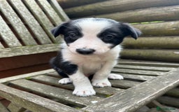 Mixed Breed dogs for sale: Border collie cross/bearded collie puppies  - Image 22