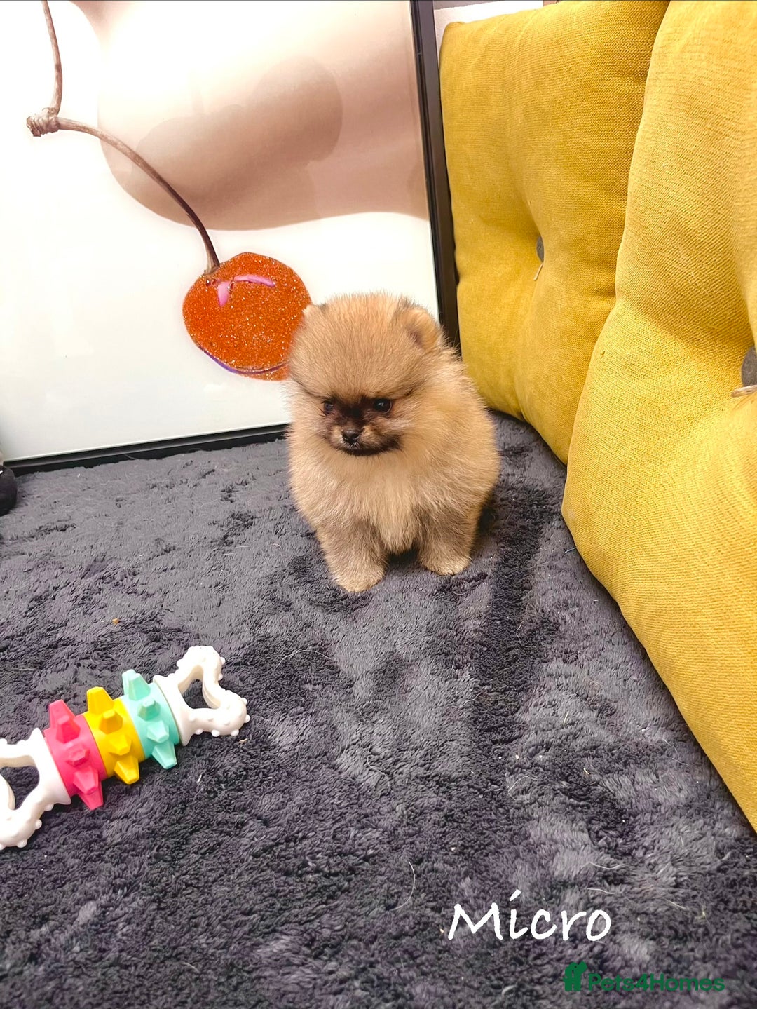 Pomeranian dogs for sale: 🔥🔝 Quality 🏆Championship 🧸Teddy Bears - Advert 10