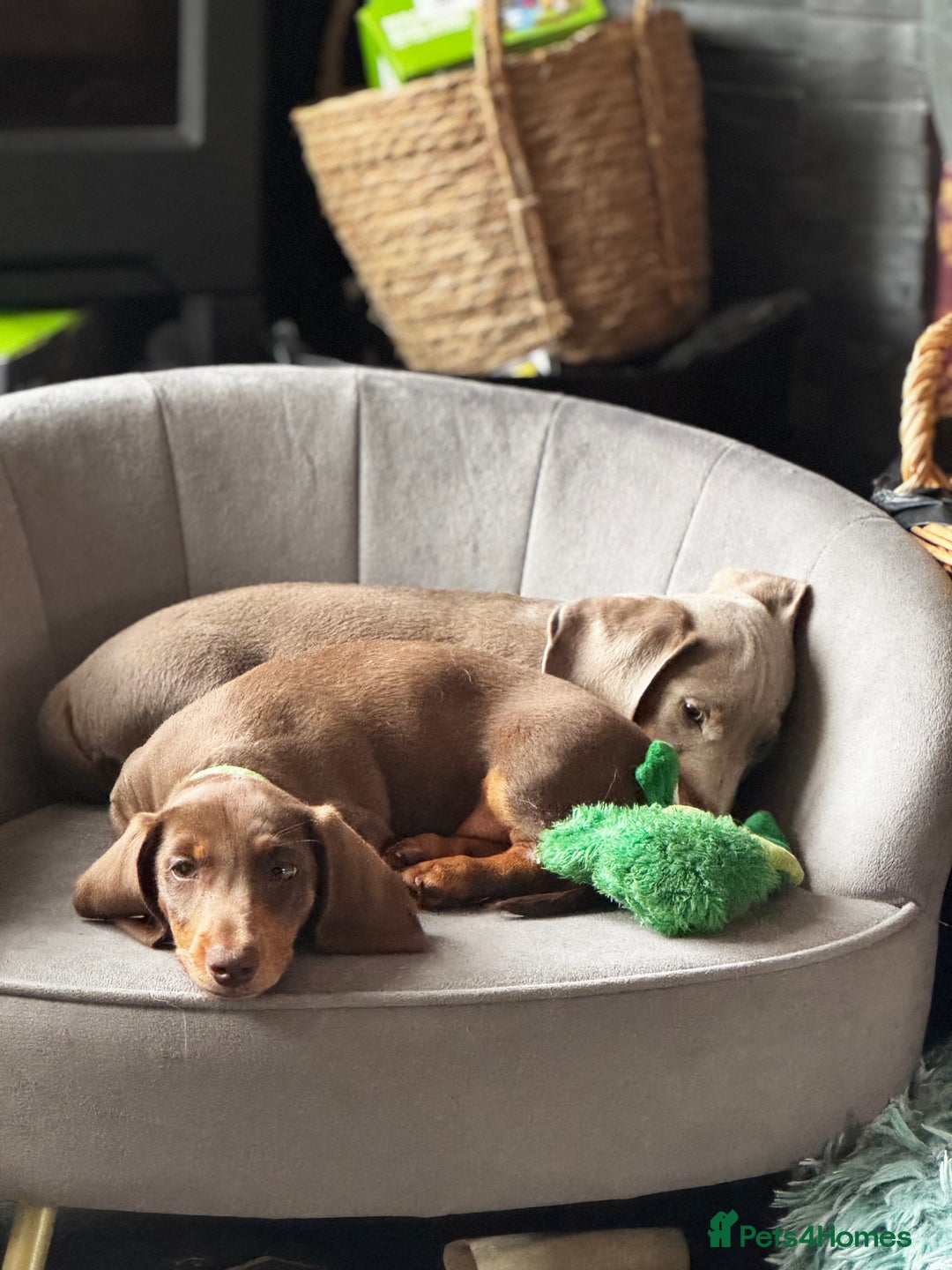 Miniature Dachshund dogs for sale: READY NOW Stunning miniature dachshund pups in Mirfield - Image 29