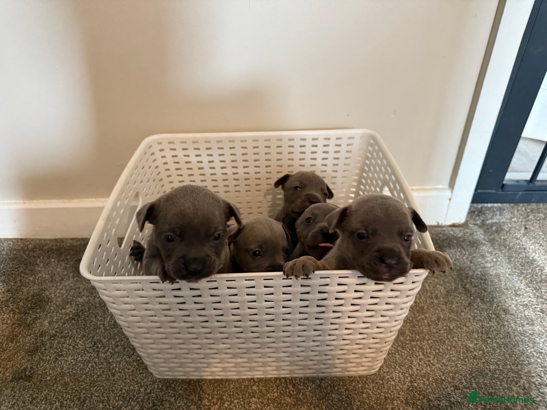 Mixed Breed dogs for sale: Frenchie x staffy  - Image 10