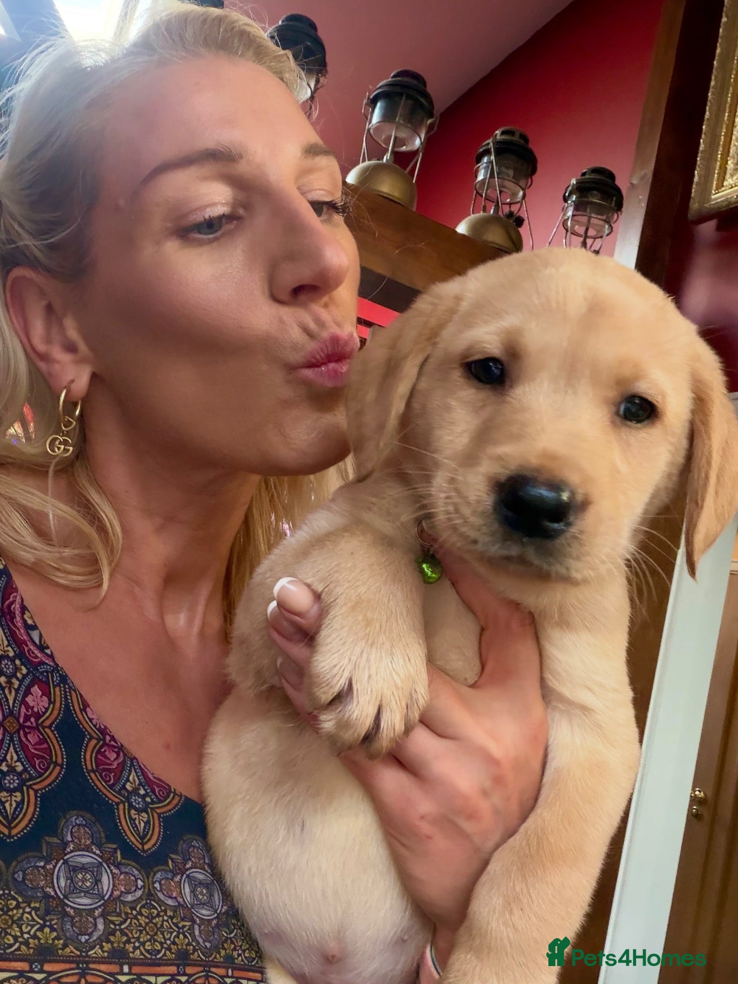 Labrador Retriever dogs for sale: Ready for collection vet health checkedKC Reg labs - Advert 17