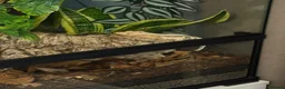 Gecko reptiles for sale: Lily white Crested Gecko Male in Bath - Advert 4