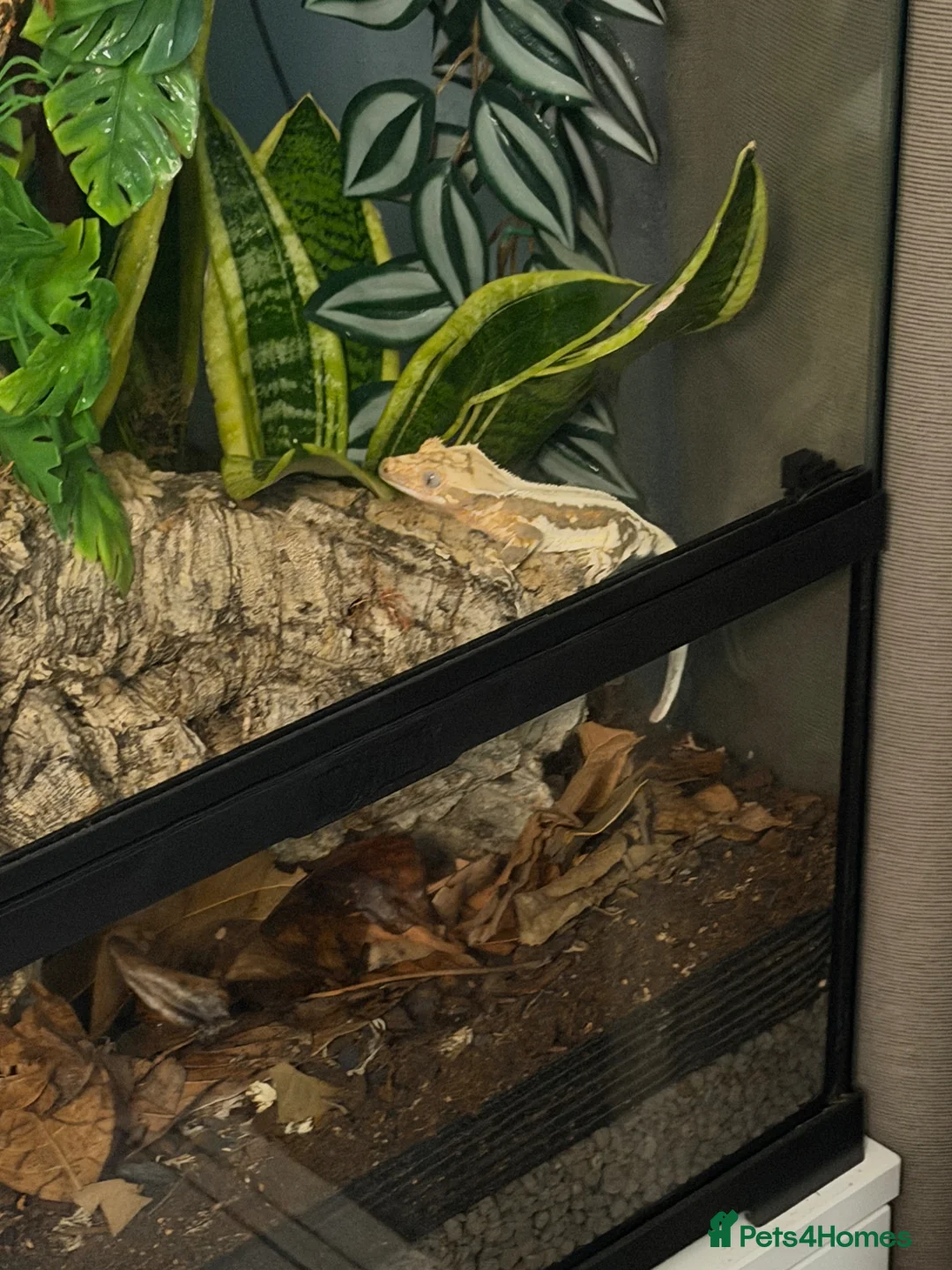 Gecko reptiles for sale: Lily white Crested Gecko Male in Bath - Advert 4