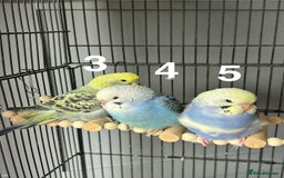 Budgerigars birds for sale: Baby Budgies  - Image 10