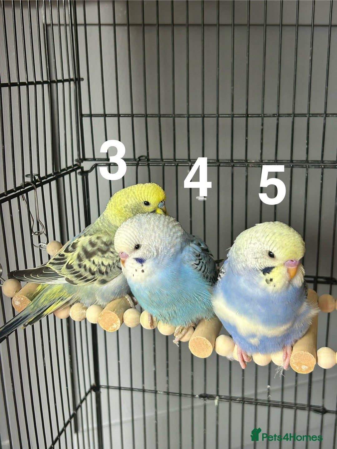 Budgerigars birds for sale: Baby Budgies  - Image 10