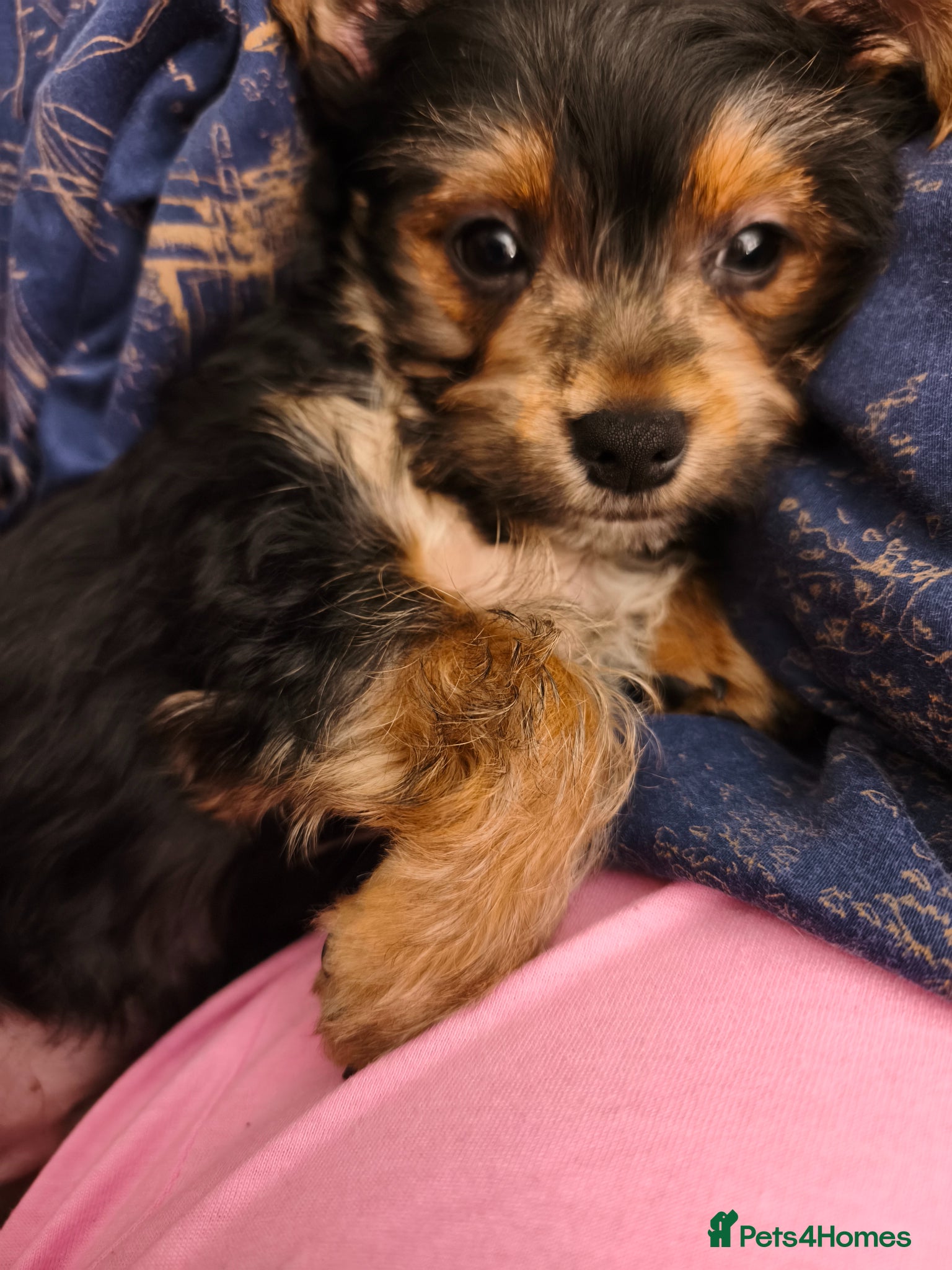 Yorkshire Terrier dogs Exceptional Yorkshire Terrier Boy  - Advert 6