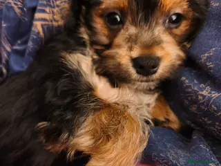 Yorkshire Terrier dogs Exceptional Yorkshire Terrier Boy - Advert 6