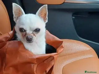 Chihuahua dogs 2 Year Old Chihuahua For Sale - Advert 3