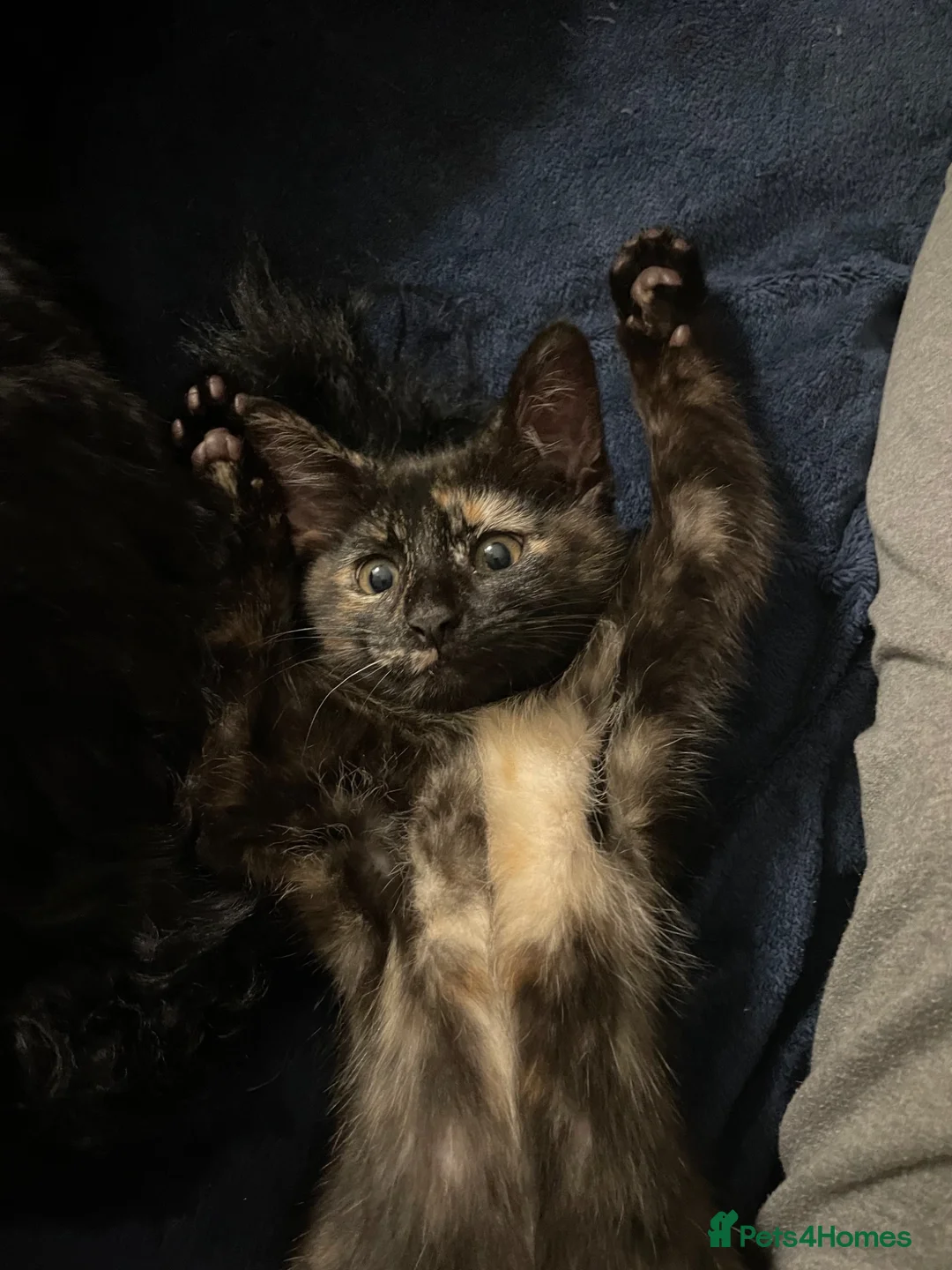 Mixed Breed cats for sale: Little black diamond - Advert 2