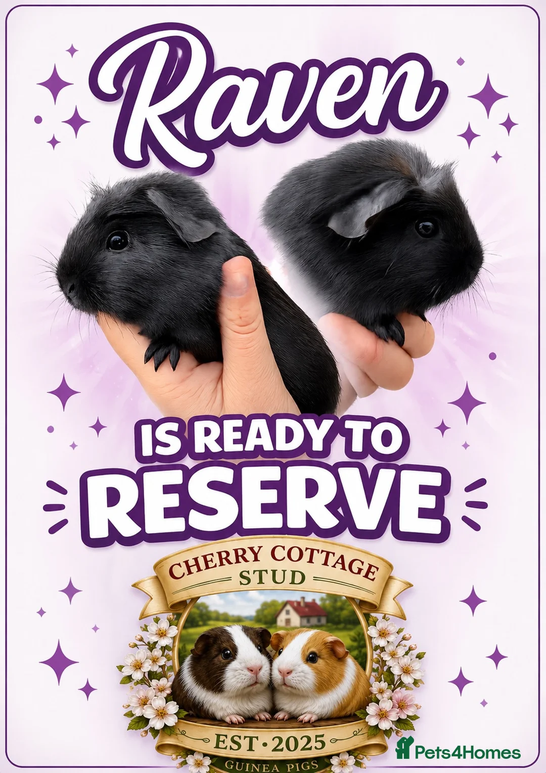 Guinea Pig rodents for sale: Beautiful crested black sow - Advert 2