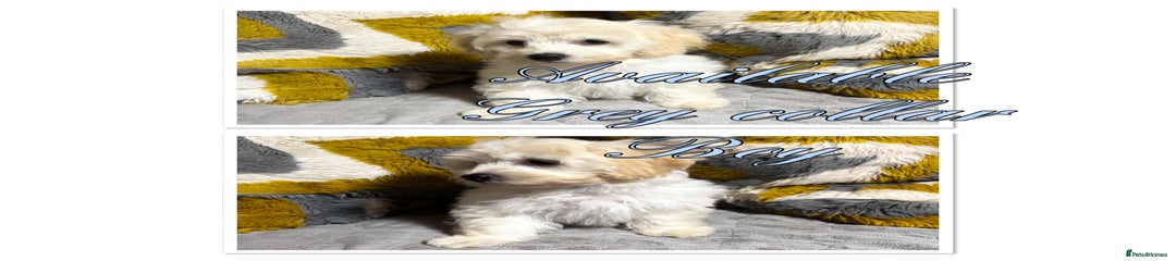 Maltipoo Puppy 4