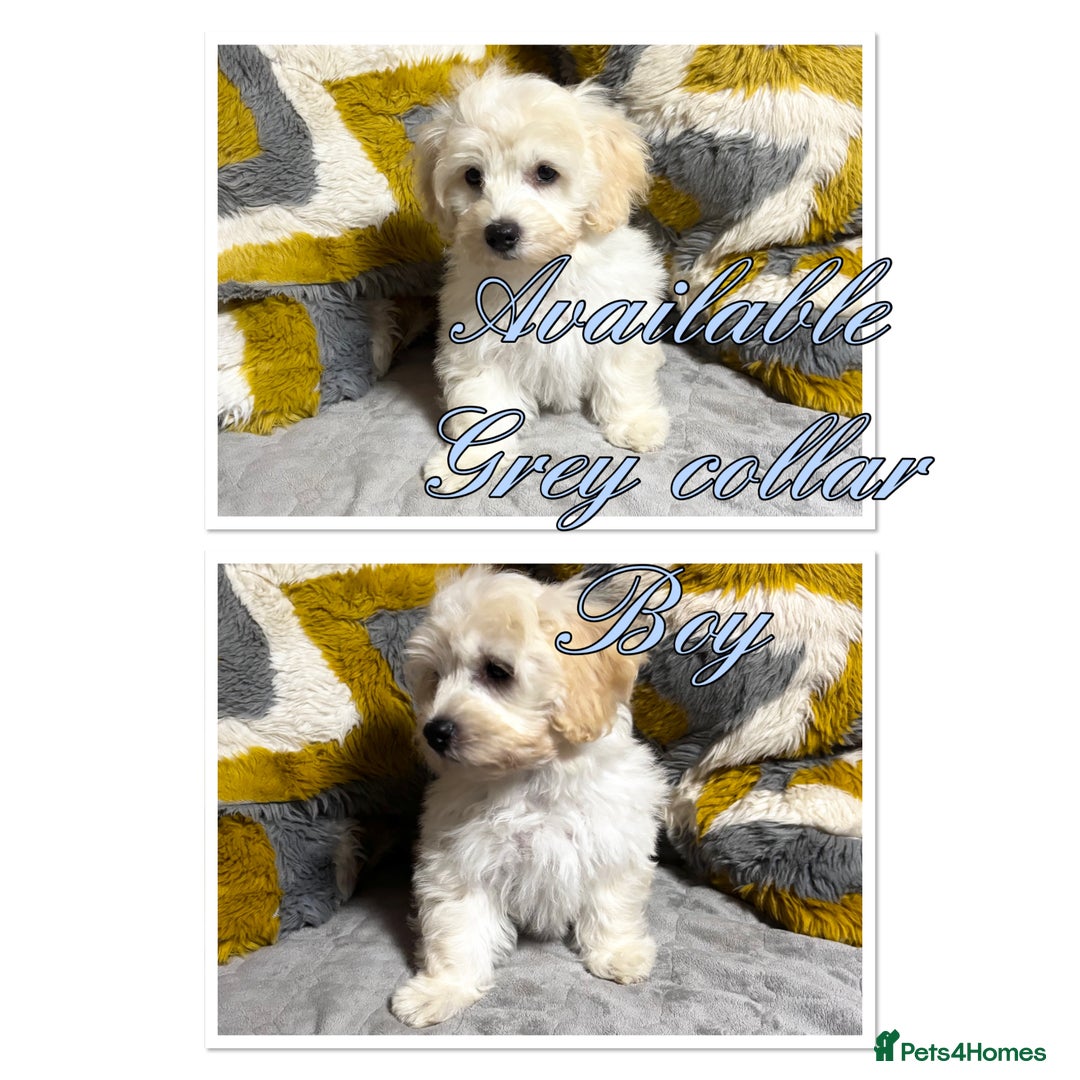 Maltipoo dogs for sale: Beautiful Maltipoo💙 boys and girls❤️ pra clear in Newark - Image 20