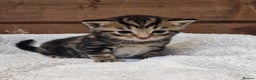 Mixed Breed cats for sale: 3 Gorgeous Kittens - Advert 4