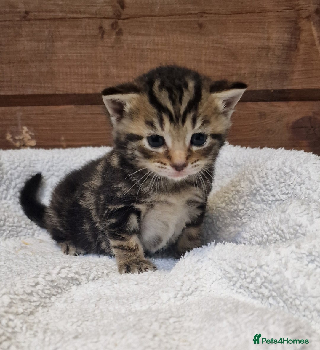 Mixed Breed cats for sale: 3 Gorgeous Kittens - Advert 4
