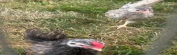Chickens poultry for sale: Serama chicks and hatching eggs  - Advert 5