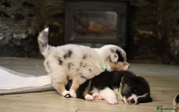 Australian Shepherd dogs for sale: Australian Shepherd Puppies  - Image 18