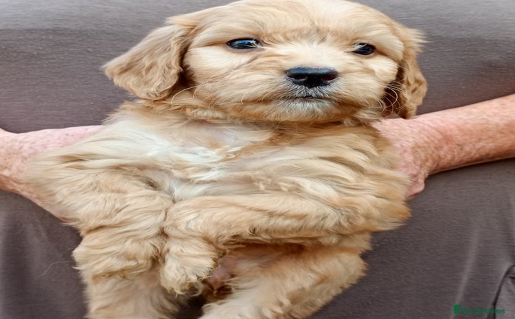 Cockapoo dogs - Advert 1