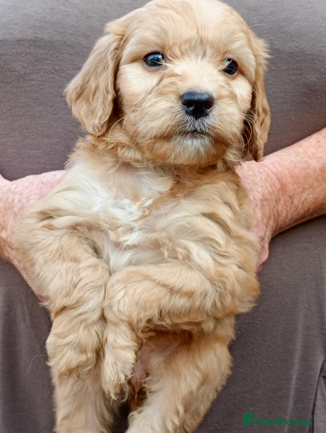 Cockapoo dogs for sale: Cockapoo F1 puppies  - Image 2