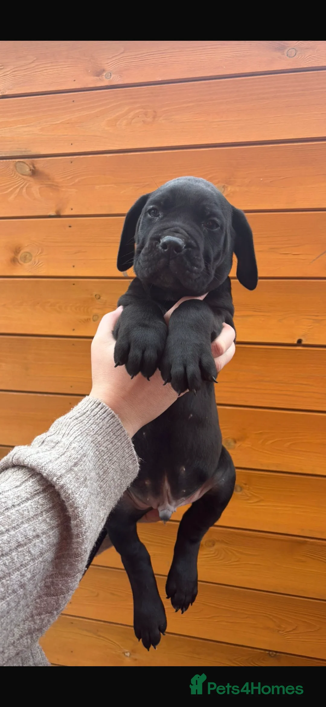 Presa Canario dogs for sale: Presa Canario puppies REDUCED  - Advert 30