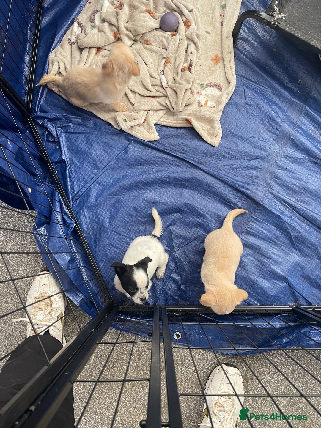 Mixed Breed dogs for sale: Puppies for sale - Image 3