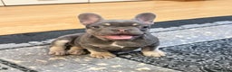 French Bulldog dogs for sale: Lilac tan female puppy 10 weeks old - Advert 4