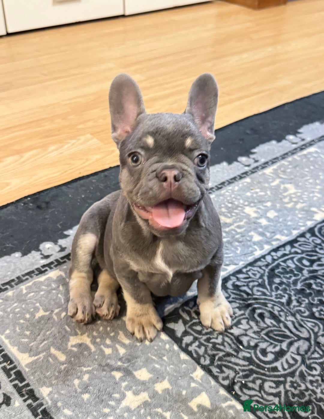 French Bulldog dogs for sale: Lilac tan female puppy 10 weeks old - Advert 4