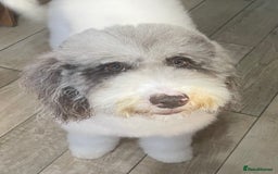 Labradoodle dogs for sale: Therapy breeder 5th gen miniature F1bbbb - Image 3