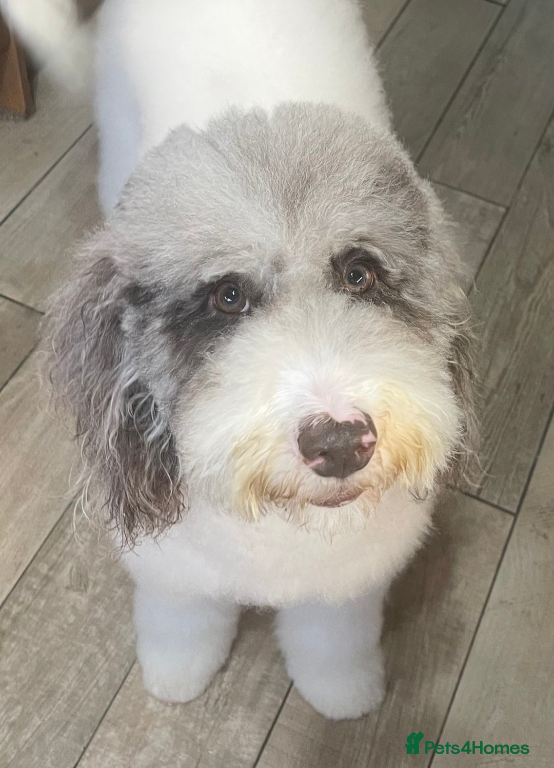 Labradoodle dogs for sale: Therapy breeder 5th gen miniature F1bbbb - Image 3