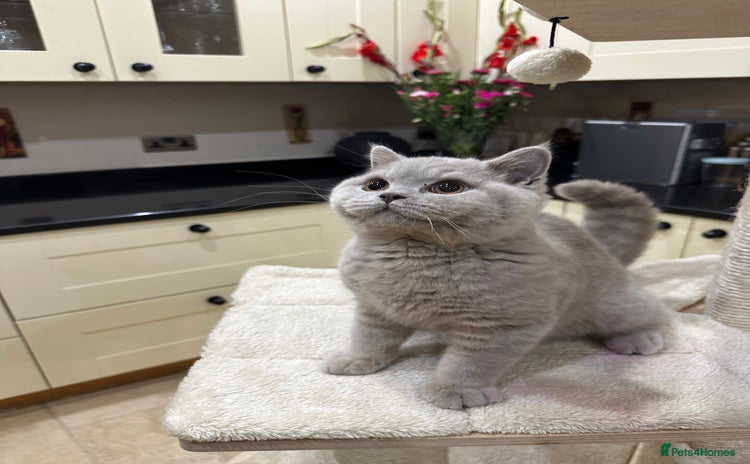 British Shorthair cats - Advert 16