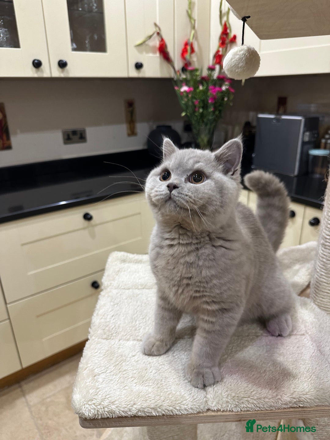 British Shorthair cats for sale: FULL PEDIGREE, REGISTERED BSH - Image 26