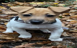 Jack Russell dogs for sale: Traditional small type Jack Russell girl puppy - Advert 5