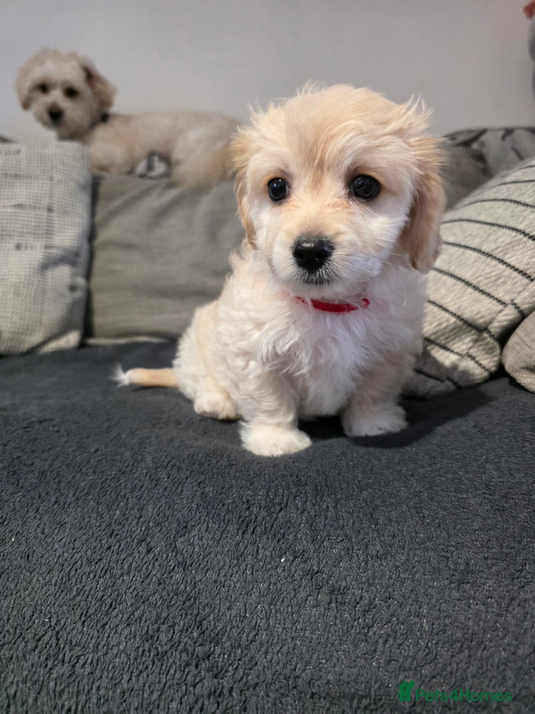 Mixed Breed dogs for sale: Beautiful Bichon Frise Girl Puppy  - Advert 3