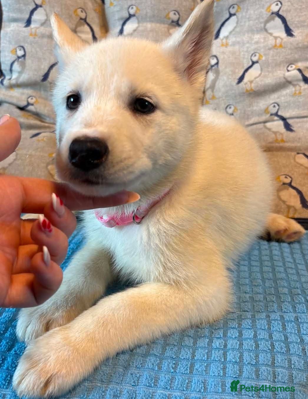 Siberian Husky dogs White Girl Husky ready to find her forever home - Advert 10