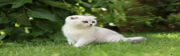 Scottish Fold cats for sale: Last Boy available  - Advert 8