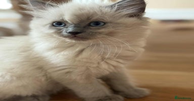 Ragdoll cats - Advert 9