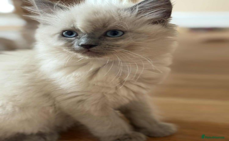 Ragdoll cats - Advert 4