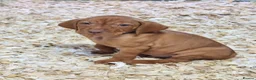 Hungarian Vizsla dogs for sale: Beautiful KC Registered Hungarian Vizsla Puppies  - Advert 23