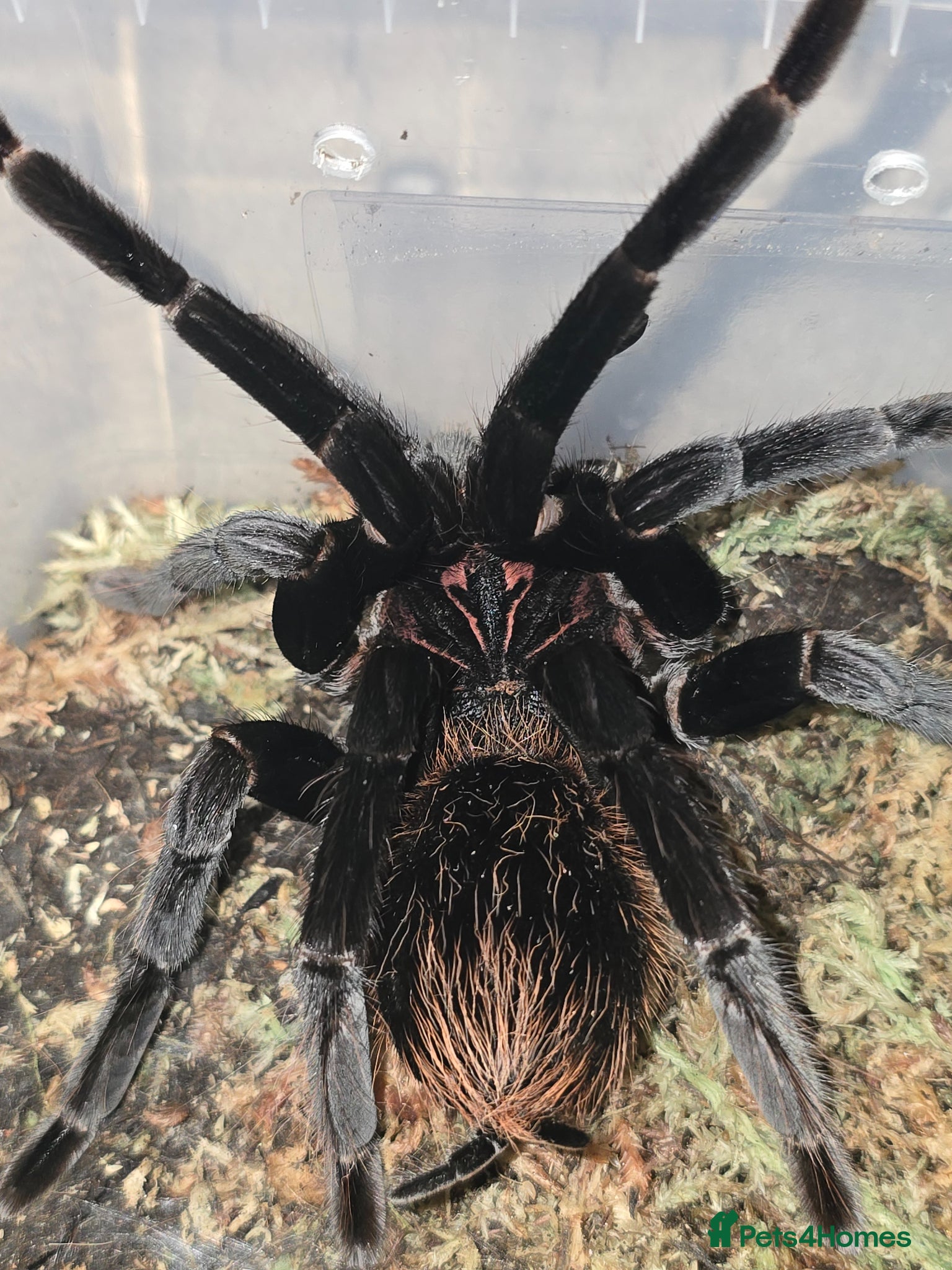 Tarantulas invertebrates Tarantula list - Advert 1