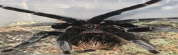 Tarantulas invertebrates for sale: Tarantula list - Advert 1
