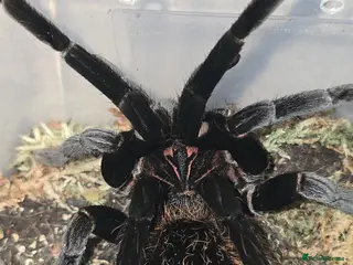 Tarantulas invertebrates for sale: Tarantula list - Advert 1