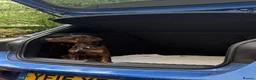 Dobermann dogs for sale: Dobermann Male Brown and Tan in Glasgow - Advert 4