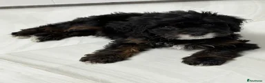 Cavapoo 3
