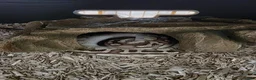 Python Snake reptiles for sale: Female pewter royal python - Advert 4