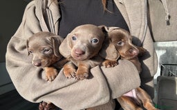 Miniature Dachshund dogs for sale: Isabella tan miniture dachshunds for sale⭐️ - Image 6