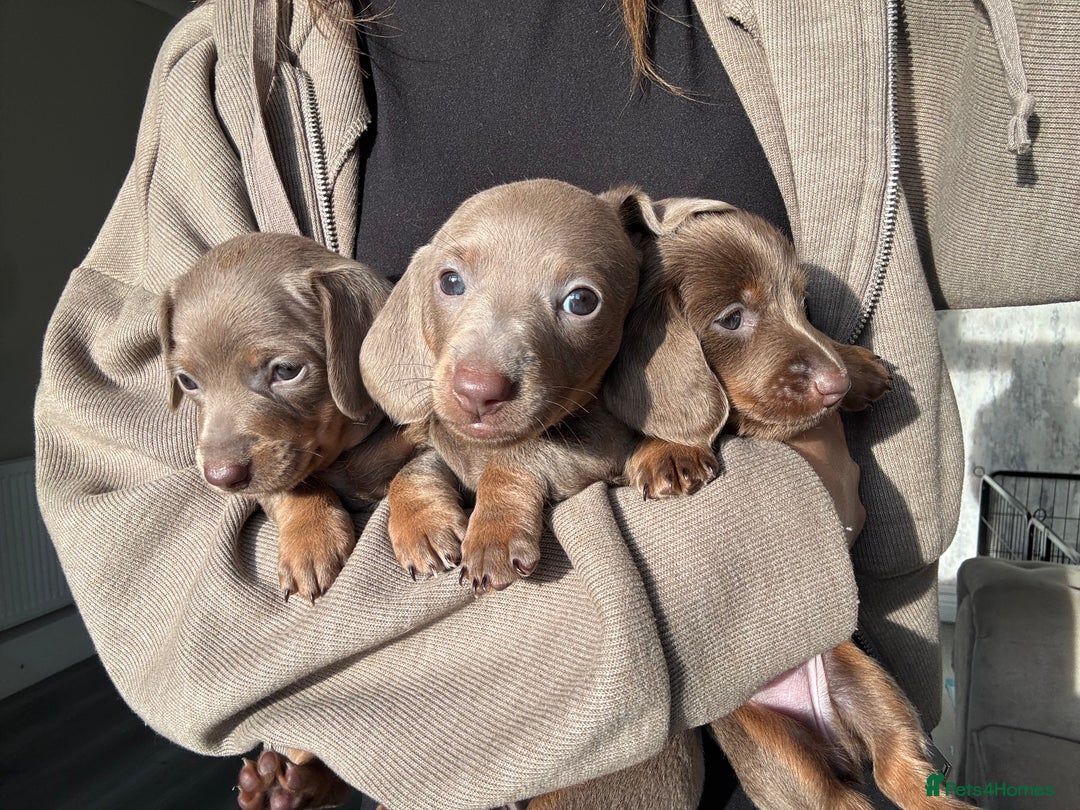 Miniature Dachshund dogs for sale: Isabella tan miniture dachshunds for sale⭐️ - Image 6